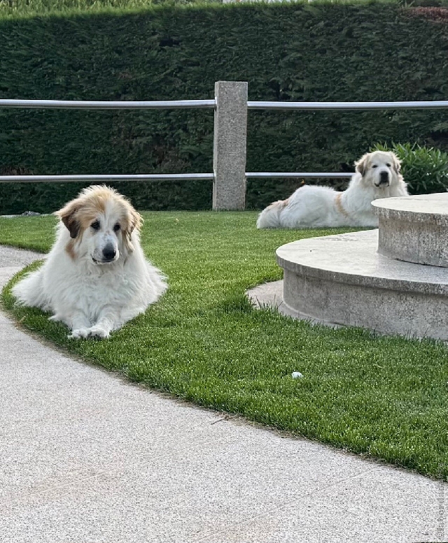 Perro de Montan�a del Pirineo