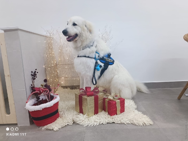 Perro de Montanña del Pirineo