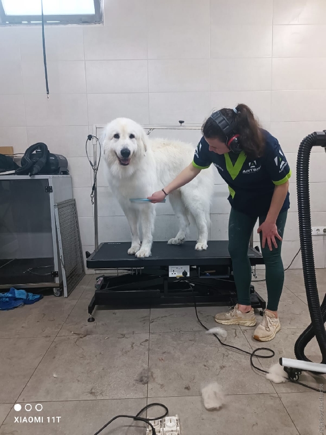 Perro de Montanña del Pirineo