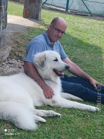 Perro de Montanña del Pirineo
