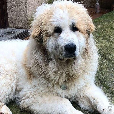 Perro de Montan�a del Pirineo