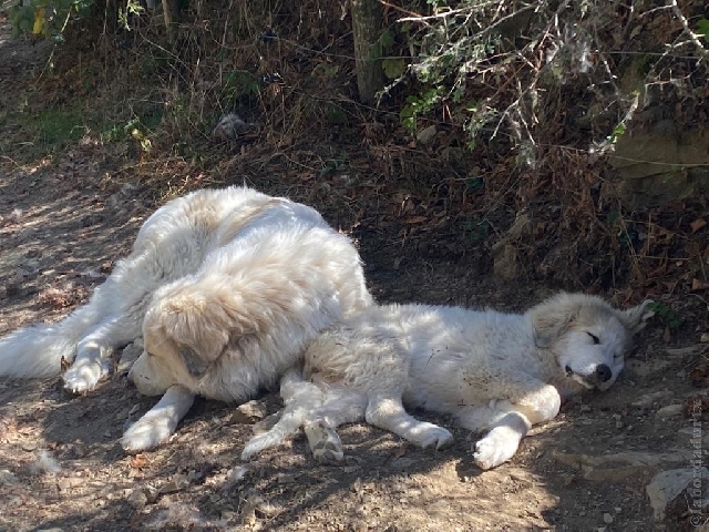 Perro de Montana del Pirineo