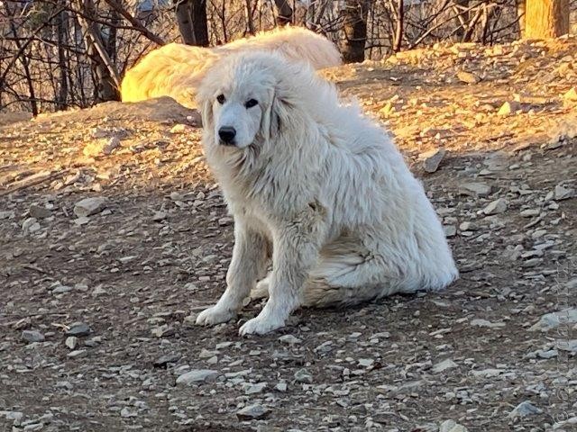 Perro de Montana del Pirineo