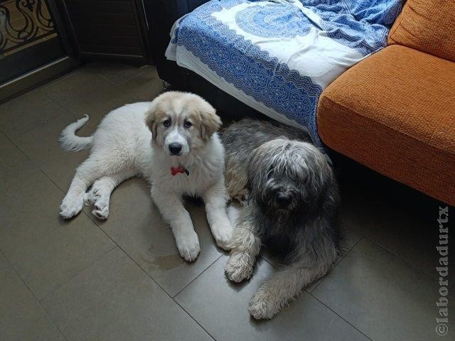 Perro de Montan�a del Pirineo