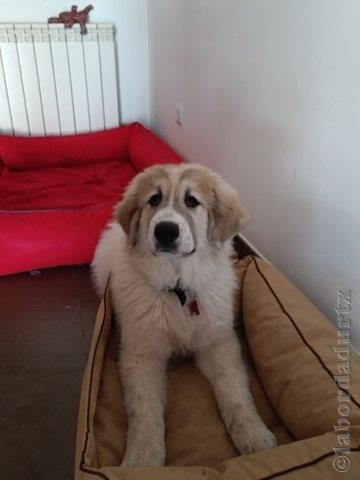 Perro de Montan�a del Pirineo