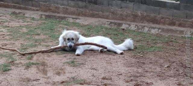 Perro de Montan�a del Pirineo
