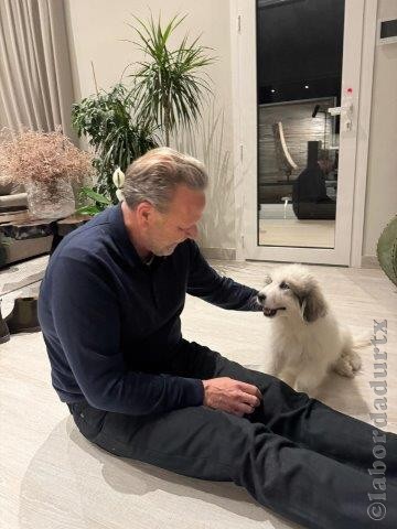 Perro de Montan�a del Pirineo