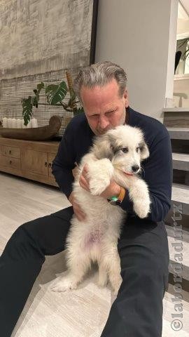 Perro de Montan�a del Pirineo