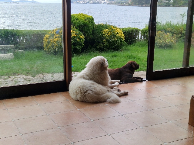 Perro de Montan�a del Pirineo