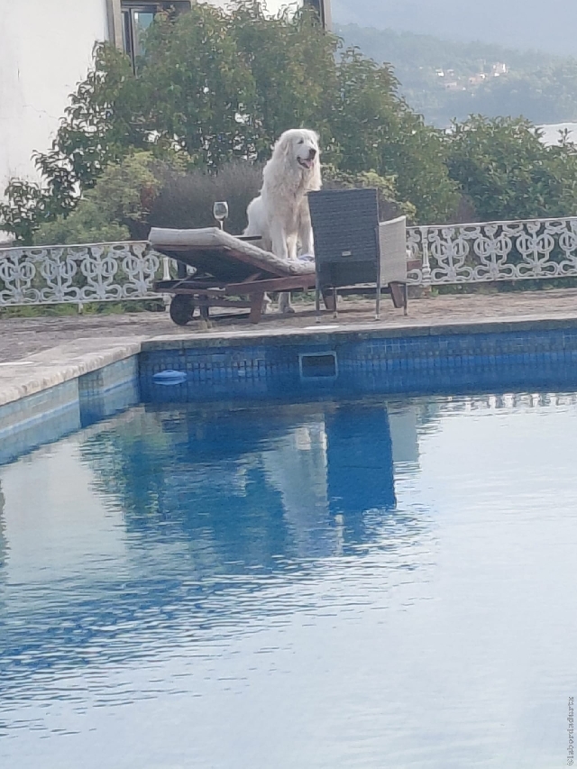 Perro de Montan�a del Pirineo