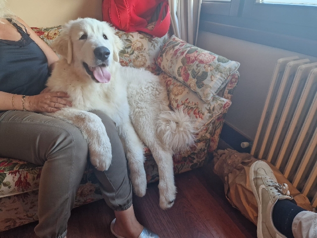 Perro de Montan�a del Pirineo