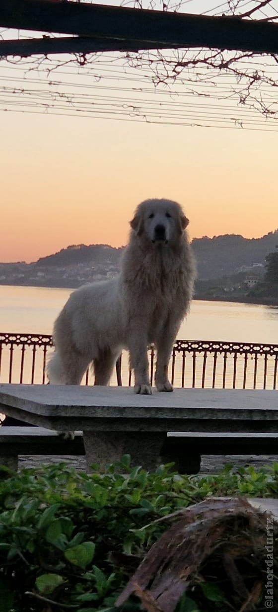 Perro de Montan�a del Pirineo