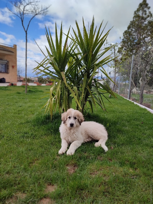 Perro de Montan�a del Pirineo