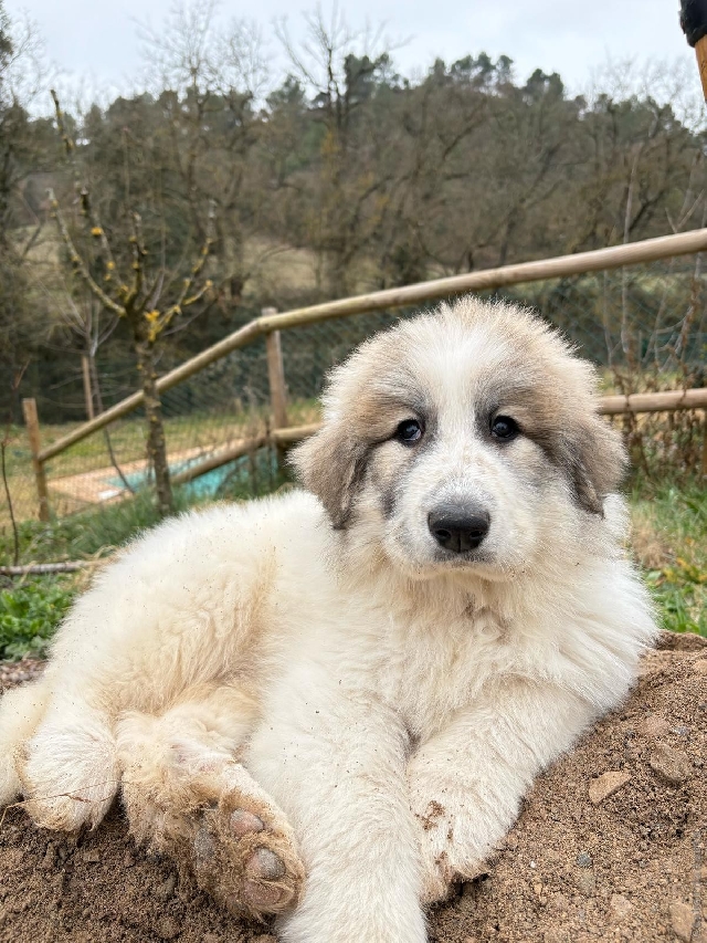 Perro de Montana del Pirineo