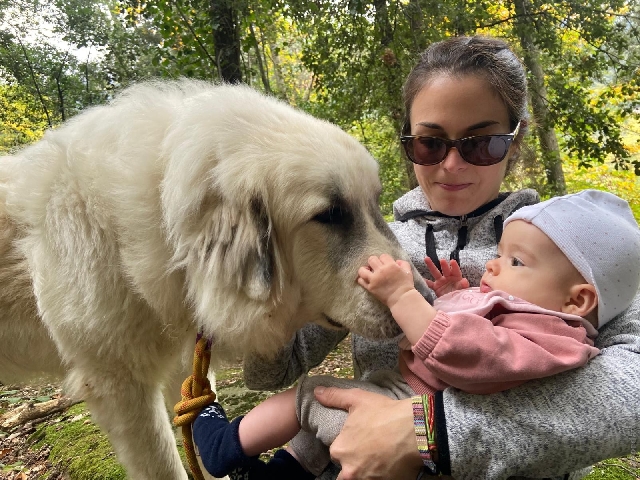 Perro de Montan�a del Pirineo