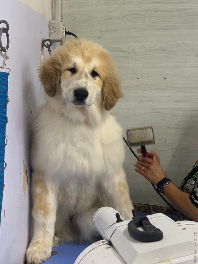 Perro de Montan�a del Pirineo