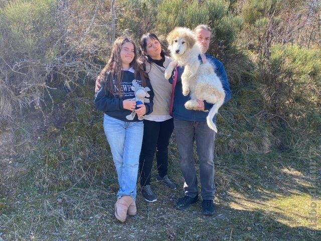 Perro de Montan�a del Pirineo