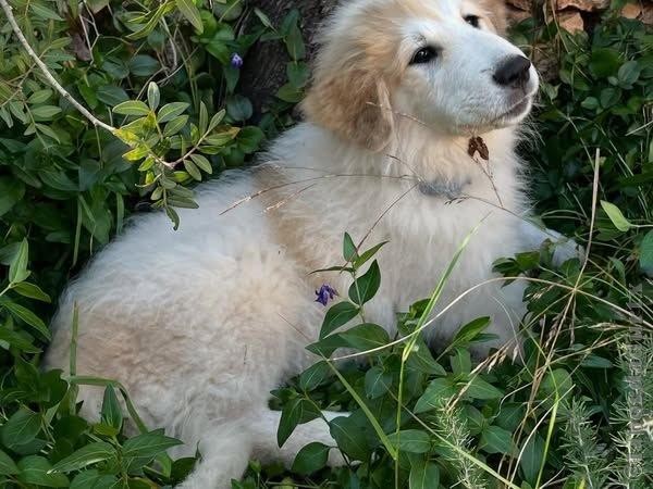 Perro de Montan�a del Pirineo