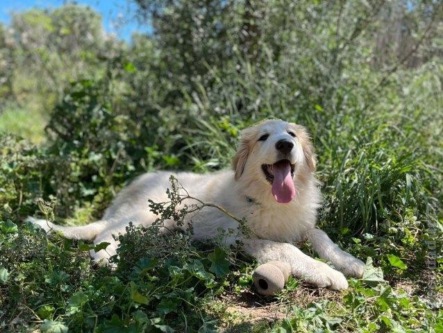 Perro de Montan�a del Pirineo