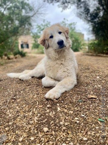 Perro de Montan�a del Pirineo