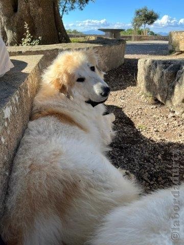 Perro de Montan�a del Pirineo