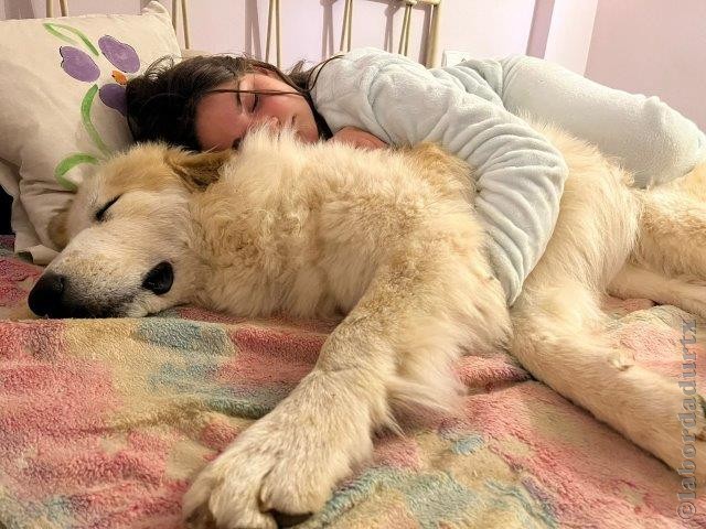 Perro de Montan�a del Pirineo