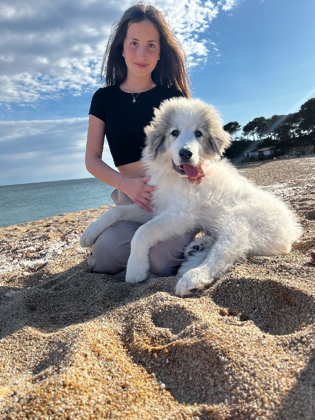 Perro de Montan�a del Pirineo