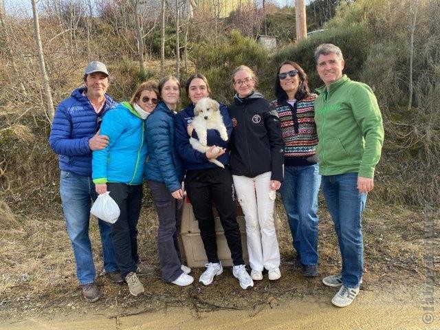 Perro de Montan�a del Pirineo