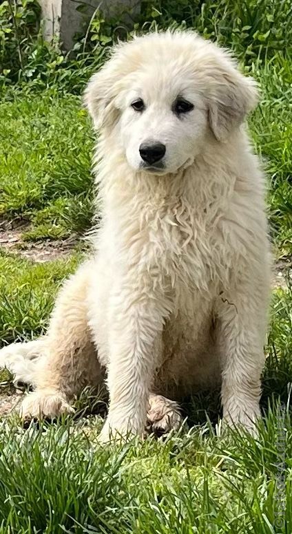 Perro de Montan�a del Pirineo