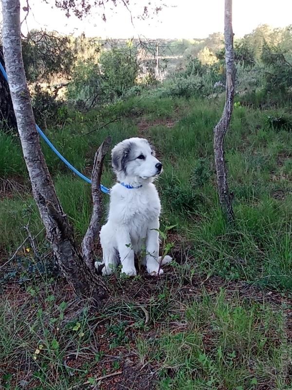 Perro de Montan�a del Pirineo