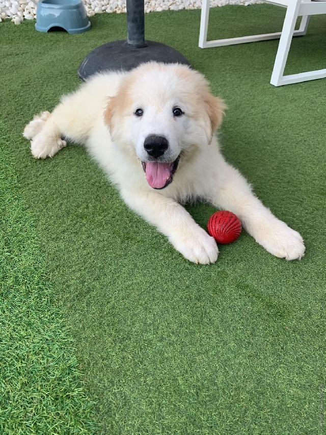 Perro de Montan�a del Pirineo