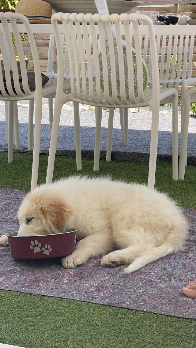 Perro de Montan�a del Pirineo