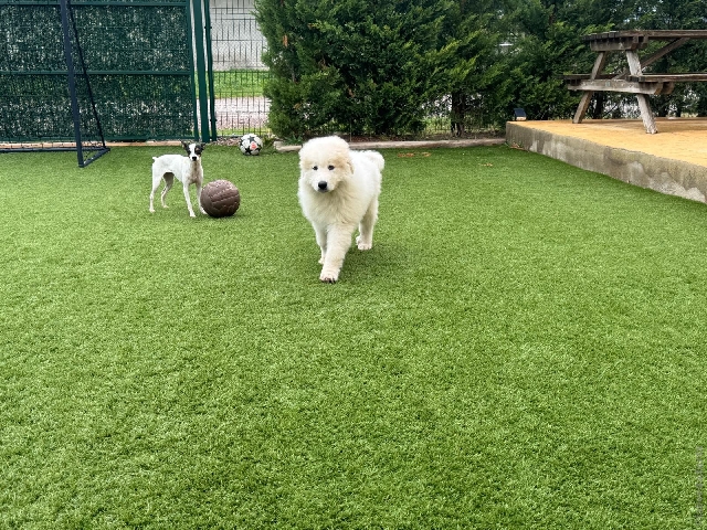Perro de Montan�a del Pirineo