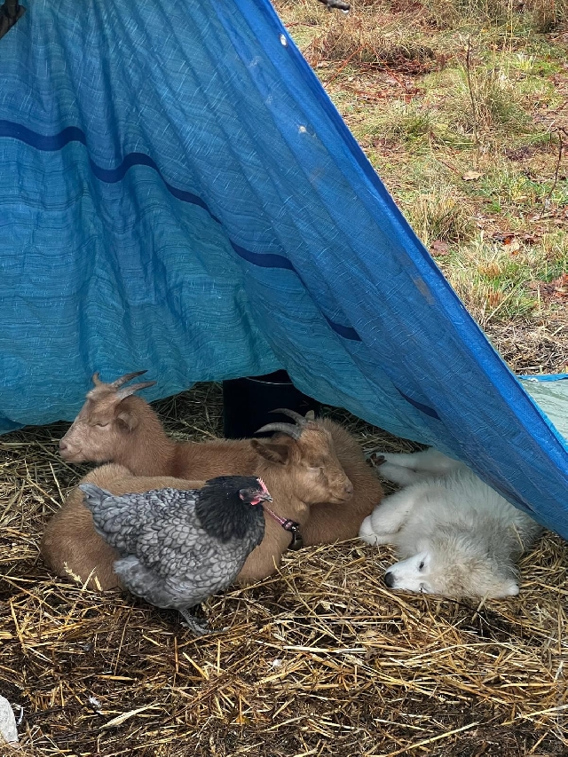 Perro de Montan�a del Pirineo