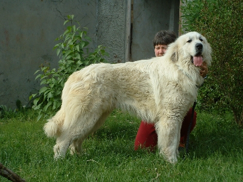 Perro de Montan�a del Pirineo