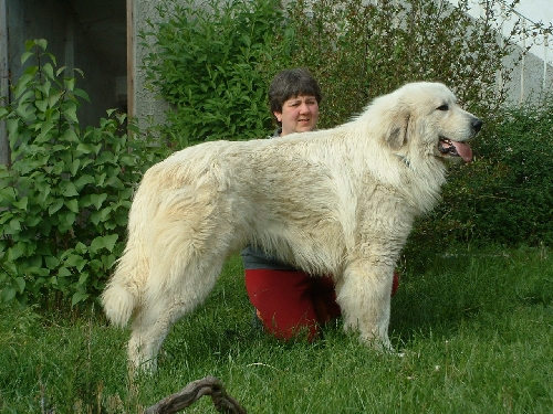 Perro de Montan�a del Pirineo